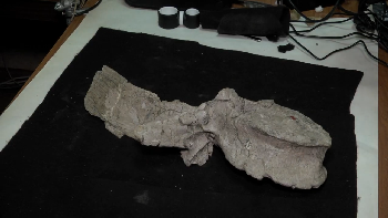 Ученые готовы расширить перечень динозавров, обитавших в Приамурье
