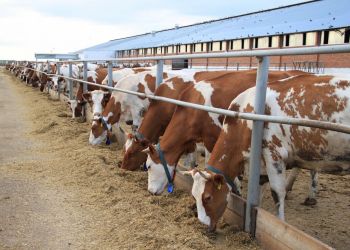 Доить коров на мега-ферме в Амурской области начнут роботы