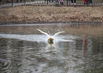 В Ивановке лебедей Петра и Февронию выпустили на озеро