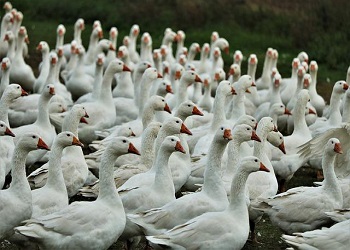 В Амурской области на птичий грипп проверили почти 1200 пернатых 
