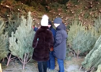 Праздник к нам приходит: в Приамурье лесхозы начали продажи новогодних деревьев