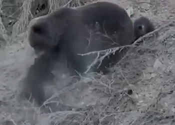 Амурчане делятся трогательным видео о многодетной медвежьей семье