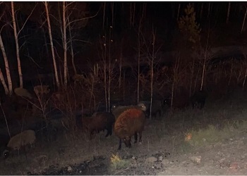 В результате аварии в Приамурье погибло более 60 баранов