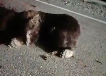 Амурчане делятся видео с мертвым медведем