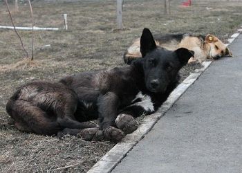 Амурчане с начала года 30 раз сообщили в чат-бот о бездомных собаках