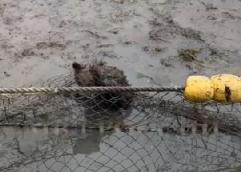 На Камчатке спасли медвежонка, который запутался в рыболовных сетях