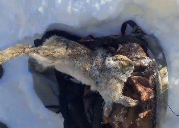 Амурчанин с мертвым зайцем в рюкзаке попался в охотугодьях Бурейского округа