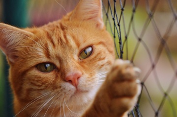 Суд запретил россиянину держать в квартире 30 кошек