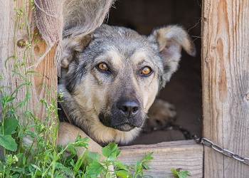 В Шимановске началась работа по созданию приюта для животных