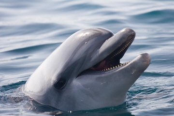 В Сочи поймали гулявшего с мертвым дельфином мужчину