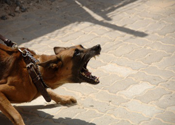 В Башкирии агрессивная собака изувечила лицо ребенку