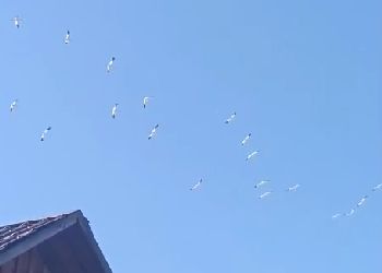 Исчезающих белых журавлей сняли в небе над Приамурьем
