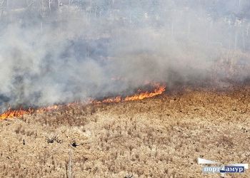 Виновника лесных пожаров ищут в Шимановском округе