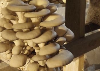 В амурской колонии запустили производство грибов