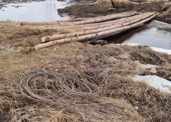 В Амурской области завершили расследование дела экс-инспектора департамента лесного хозяйства