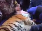 Спасение больного амурского тигра