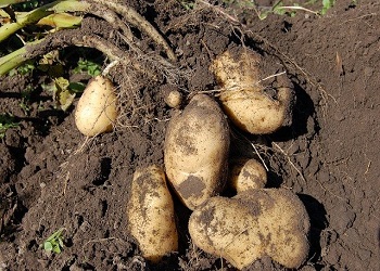 В Приамурье планируют засадить картофелем и овощами почти 14 тысяч гектаров