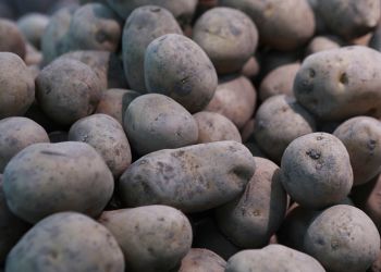 В пострадавшее от паводка Приморье завезли более 300 тонн амурского картофеля