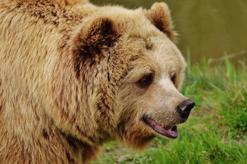 На Камчатке медведица спряталась от сородичей за спиной человека
