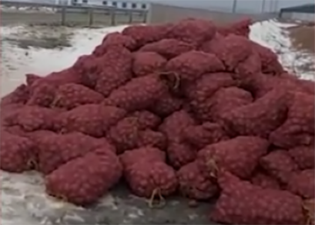 Фермер в Приморье выбросил 27 тонн отборного картофеля