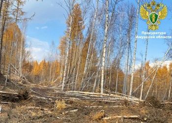 Гражданина КНР заподозрили в нелегальной рубке деревьев в Приамурье