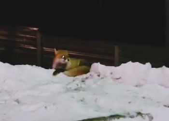 В Зее сняли на видео зимующую в городе лису