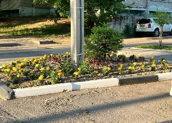 В Благовещенске строители высадили больше 1000 цветов