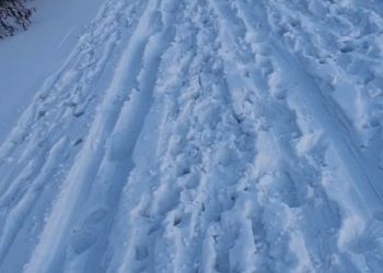 Жители Белогорска испортили лыжню, выгуливая на ней собак