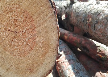 Амурчанина осудили за незаконную рубку деревьев с огромным ущербом