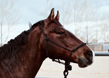 В Приамурье лошадей вакцинируют от бешенства и сибирской язвы