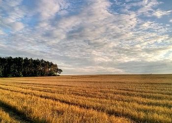 Предпринимателя в Приамурье обязали вернуть 350 гектаров сельхозземли