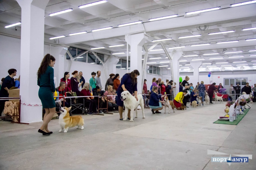 Выставка собак ульяновск