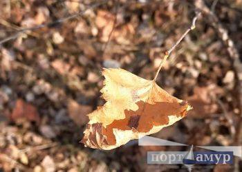 В Амурской области ночные температуры опустятся до -10°