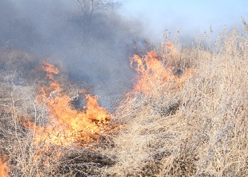 В Ромненском округе оштрафовали поджигателей сухой травы