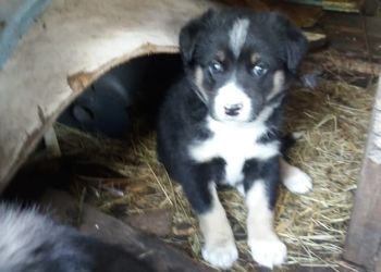 Житель Райчихинска замуровал в будке собаку со щенками