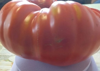 Амурчанка вырастила в теплице гигантский помидор 