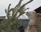 В Благовещенске англо-нубийские козы объедают новогодние елки