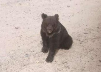 Амурчане сообщили о медвежонке, который выпрашивал еду у водителей