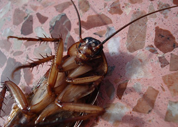 В Иркутске южноазиатские тараканы «пытаются» выселить людей из квартир
