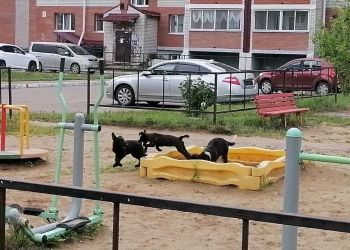 В Приамурье выгуливать животных планируют запретить детям 