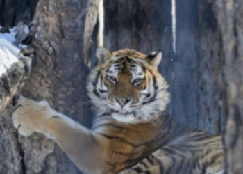 В Хабаровском крае тигры начали охотиться  на домашних собак