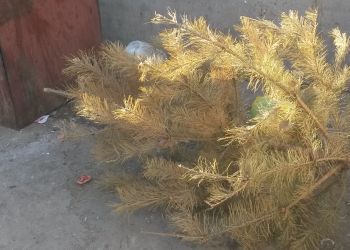 Благовещенец выкинул новогоднюю елку накануне 1 апреля 