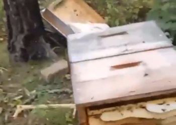 Соцсети: в Свободненском районе медведь разрушил пасеку
