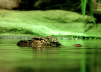 В Индонезии крокодил принес родителям тело утонувшего ребенка 