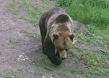 В амурском селе заметили медведя