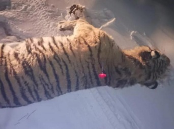 В Приморье поймали тигра, питавшегося сторожевыми собаками