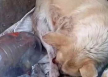 В амурском селе живодеры выбросили в мусор искалеченную собаку