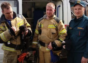 Спасатели откачали на пожаре в Иркутске кота, наглотавшегося дыма 