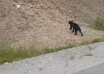 Худого медведя обнаружили амурчане недалеко от Тынды