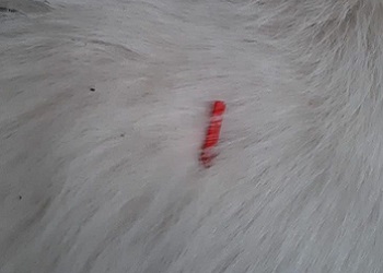 В соцсетях заявили о «массовом отстреле» животных дротиками в Тынде